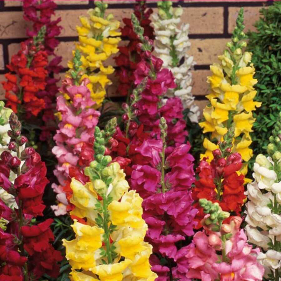 Antirrhinum Majus