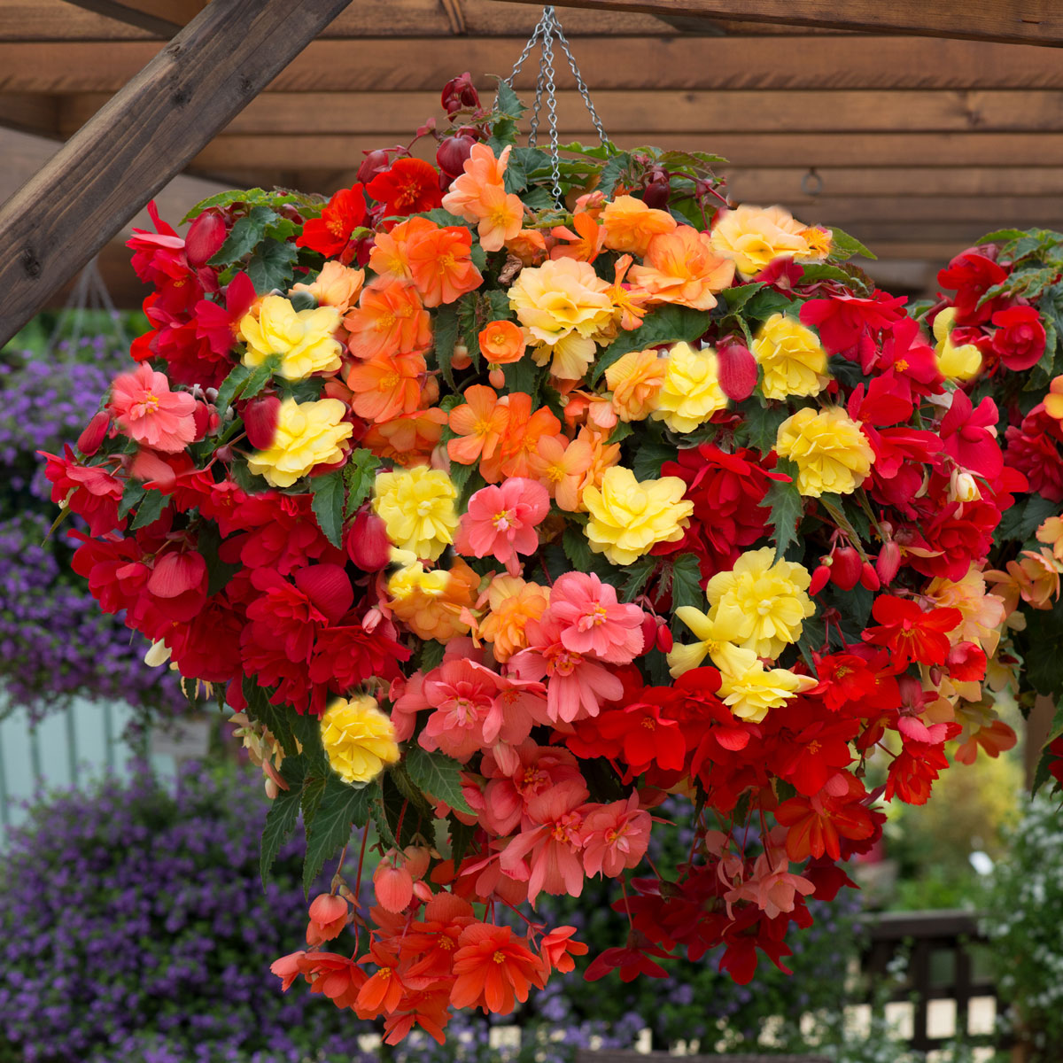 Begonia Illumination