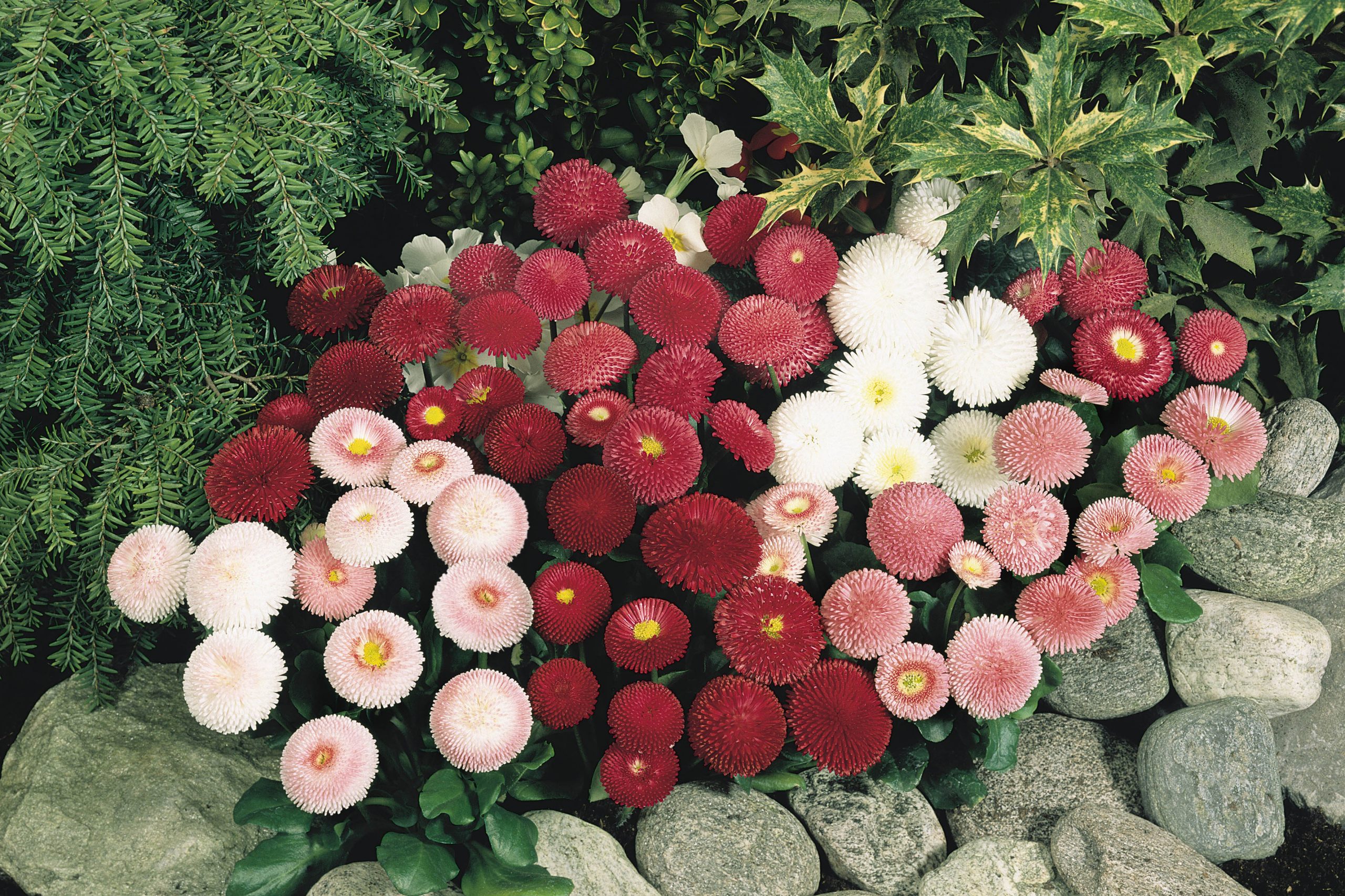 Bellis Perennis Tasso