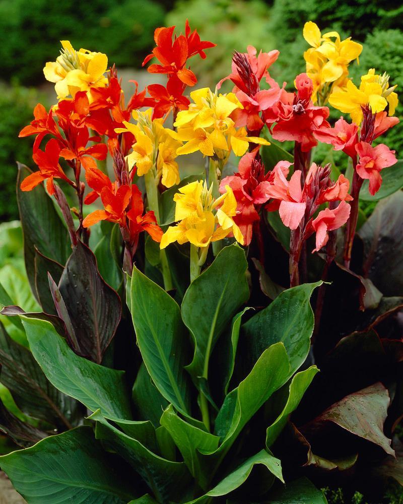 Canna Generalis Tropical