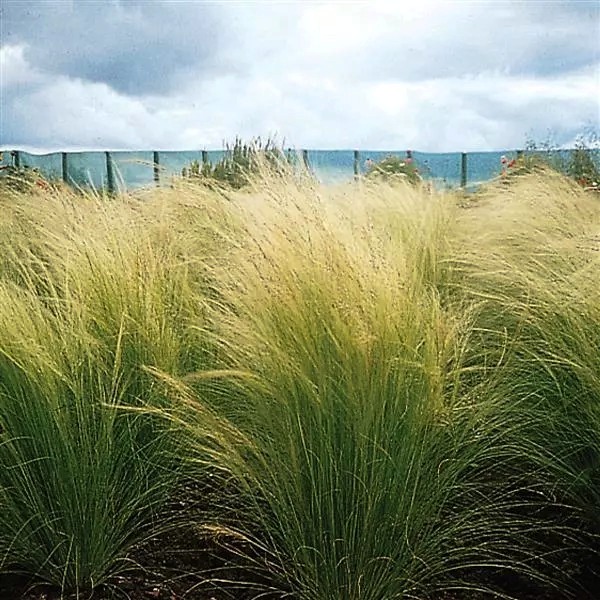 Colorgrass Stipa