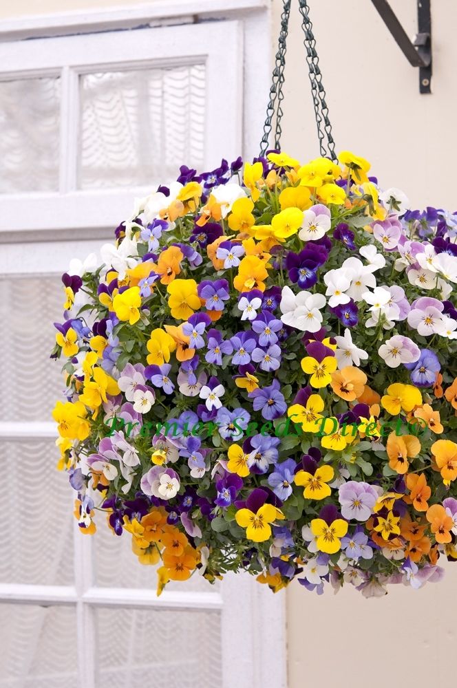 Pansy (Viola) Cornuta Trailing