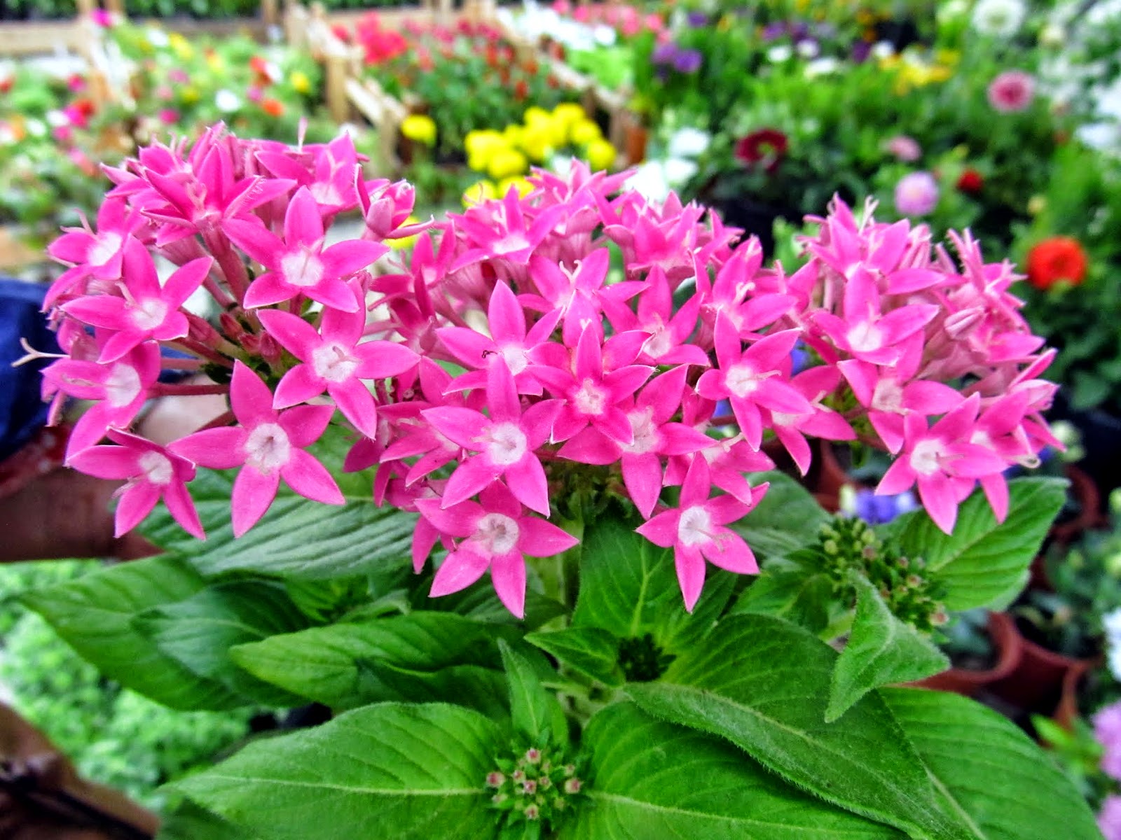 Pentas Lanceolata