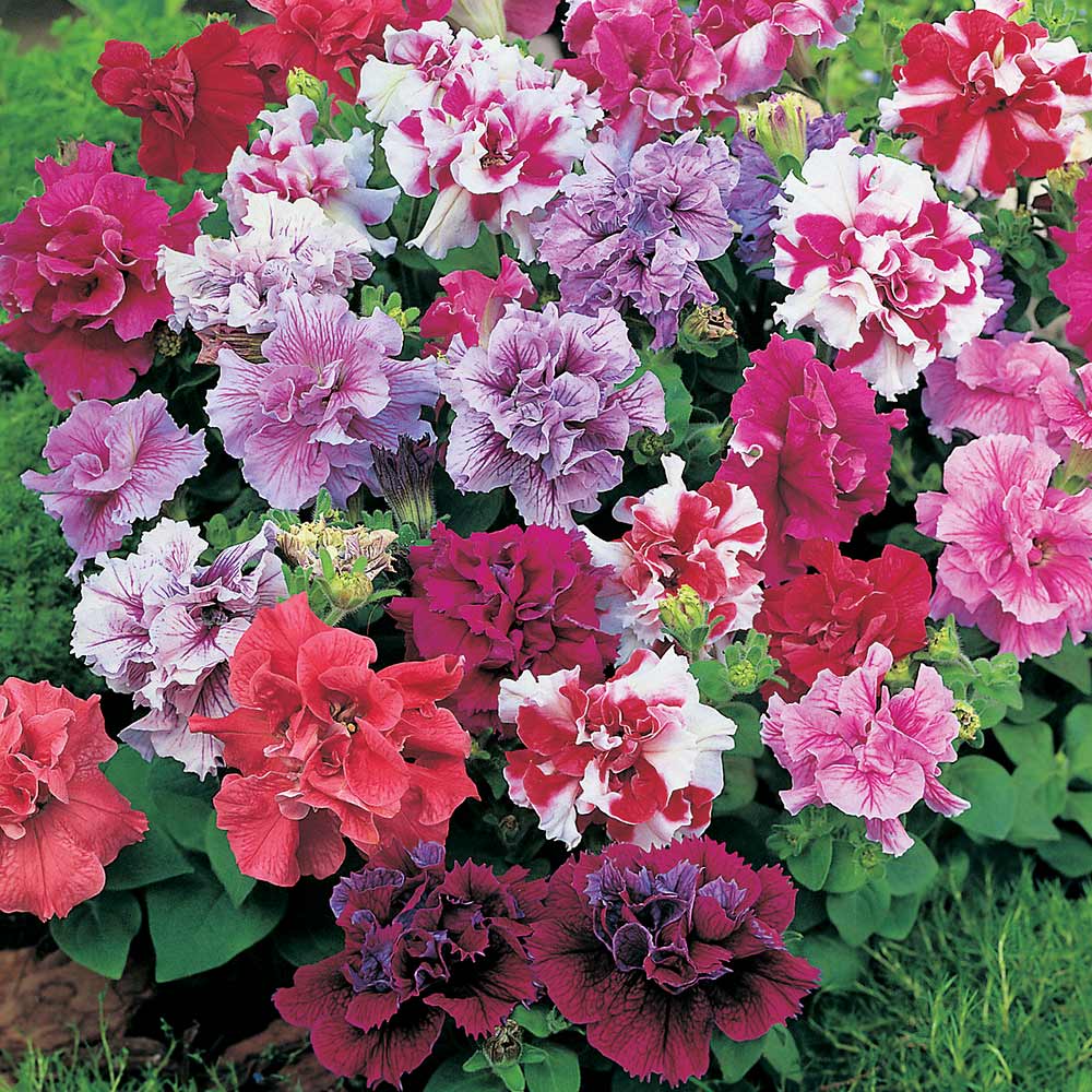 Petunia Double