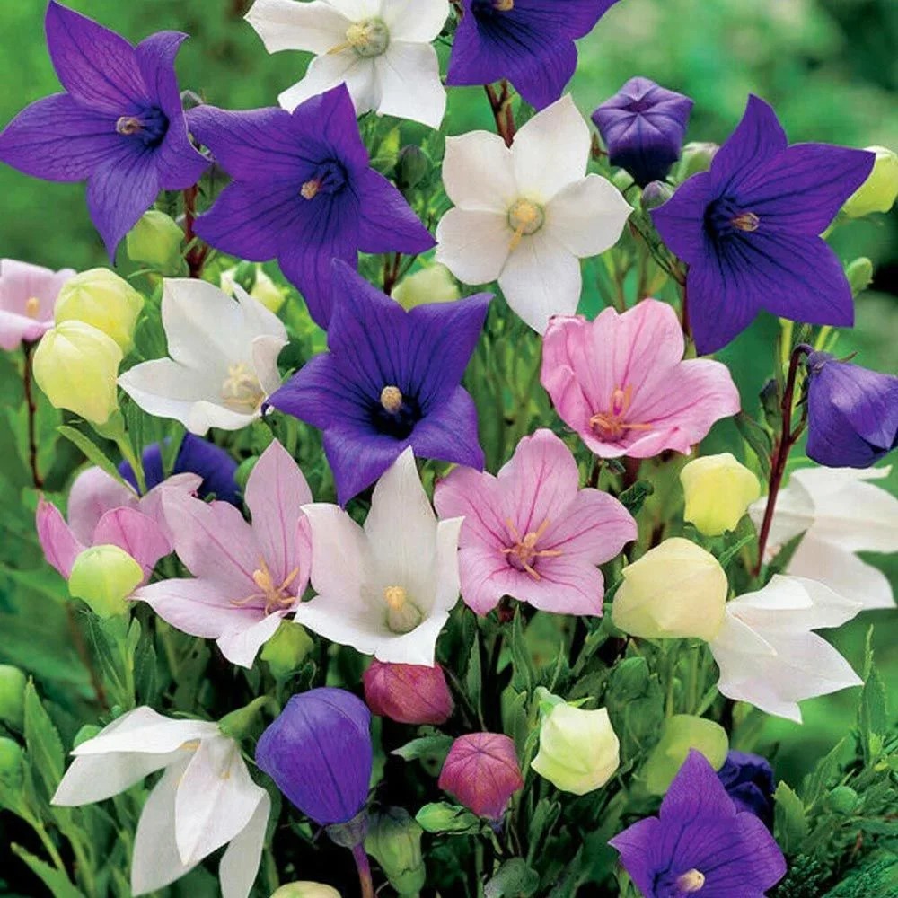 Platycodon Grandiflora