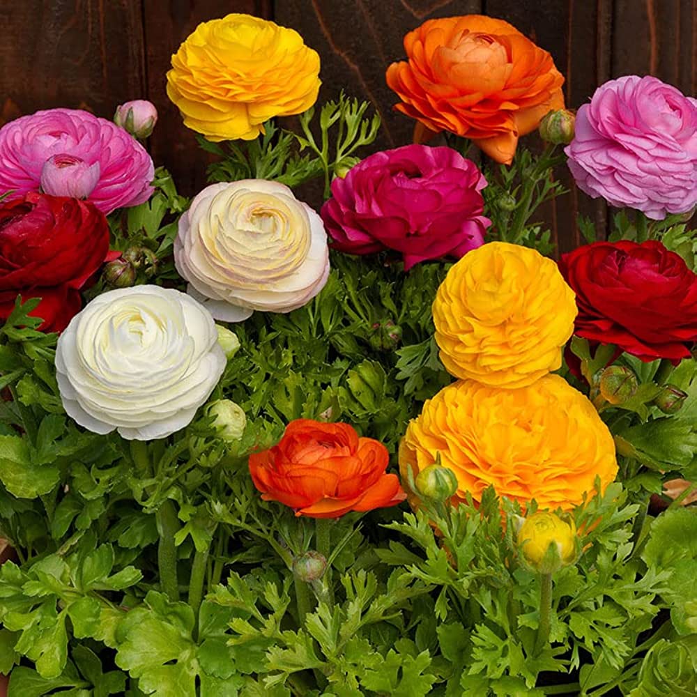 Ranunculus Asiaticus