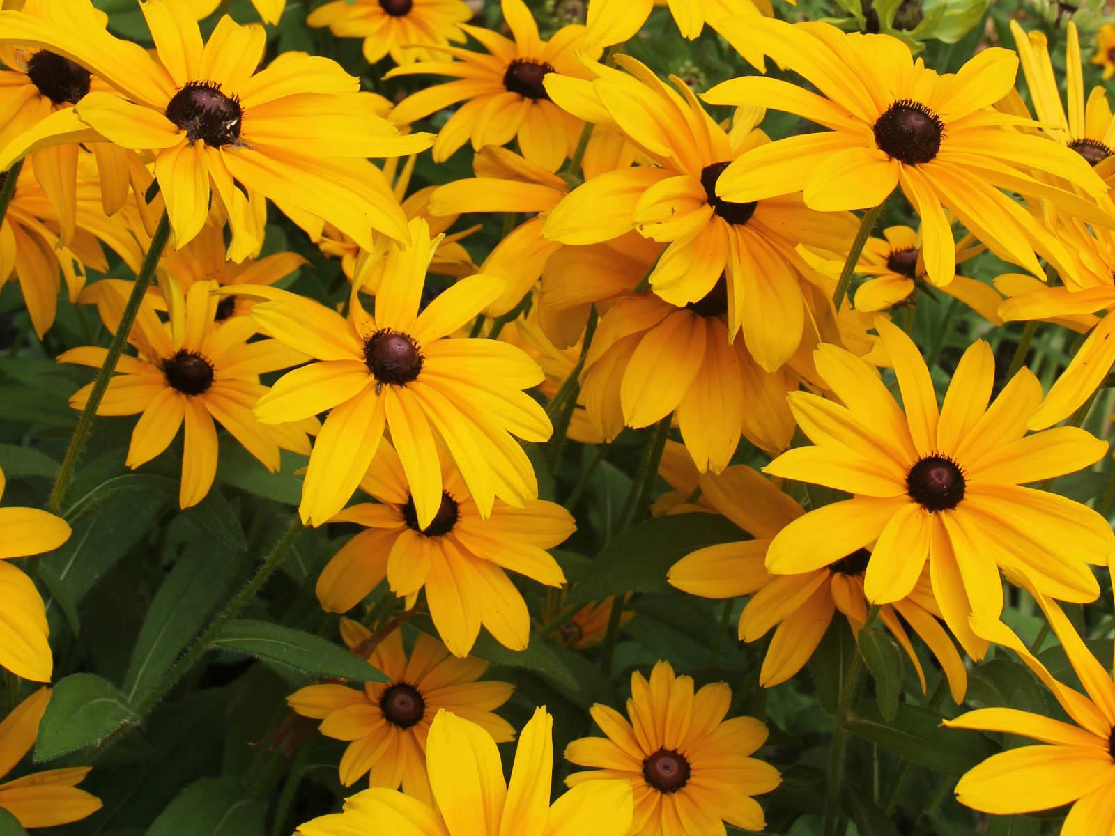 Rudbeckia Hirta