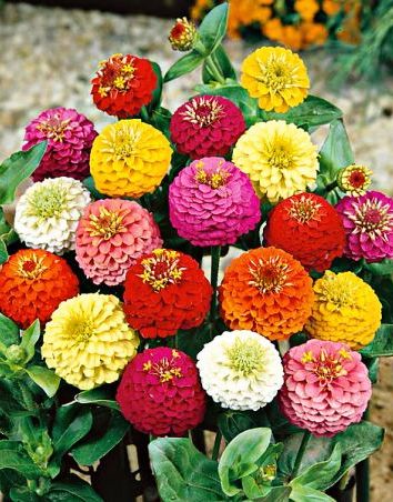 Zinnia Zinnita