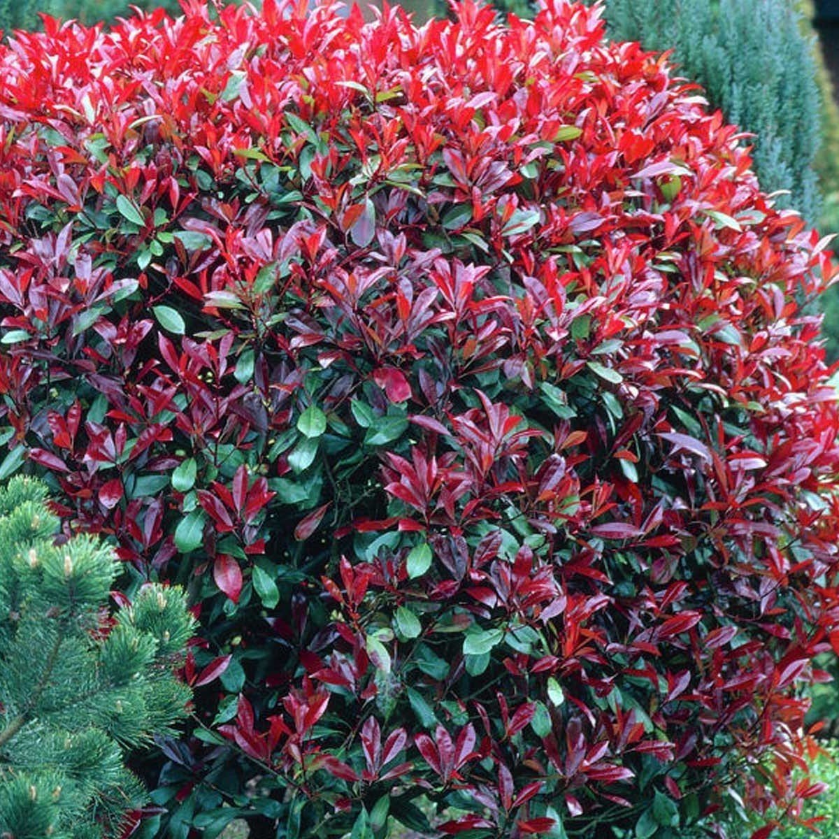 Photinia Fraseri