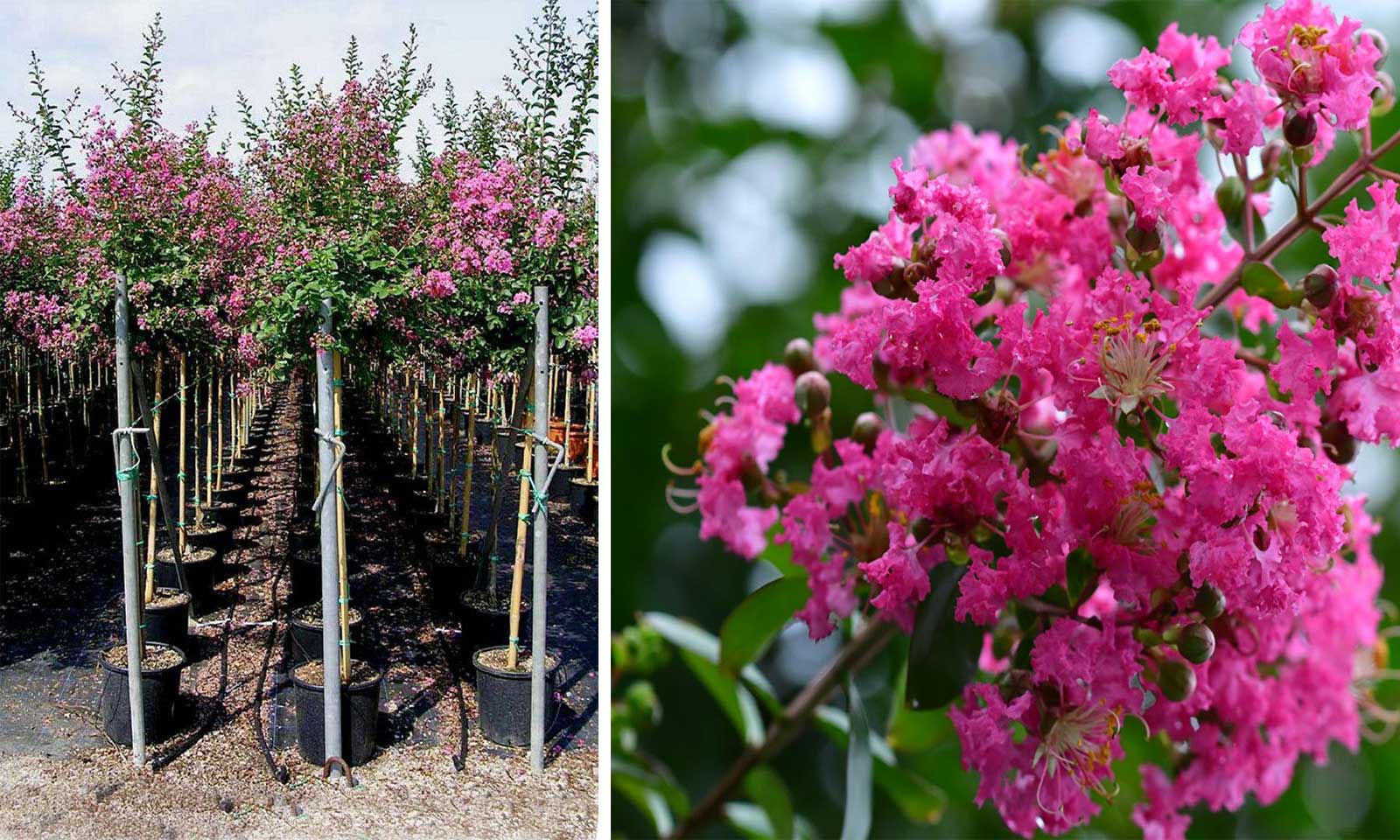 Lagerstroemia Indica